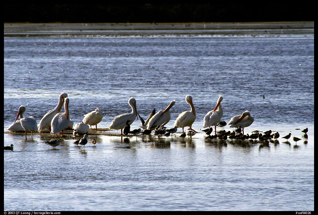 Birds. Ding Darling NWR, Sanibel Island, Florida, USA