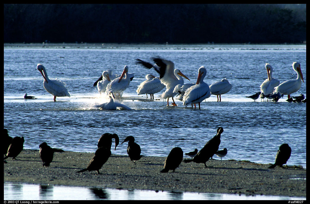 Birds. Ding Darling NWR, Sanibel Island, Florida, USA