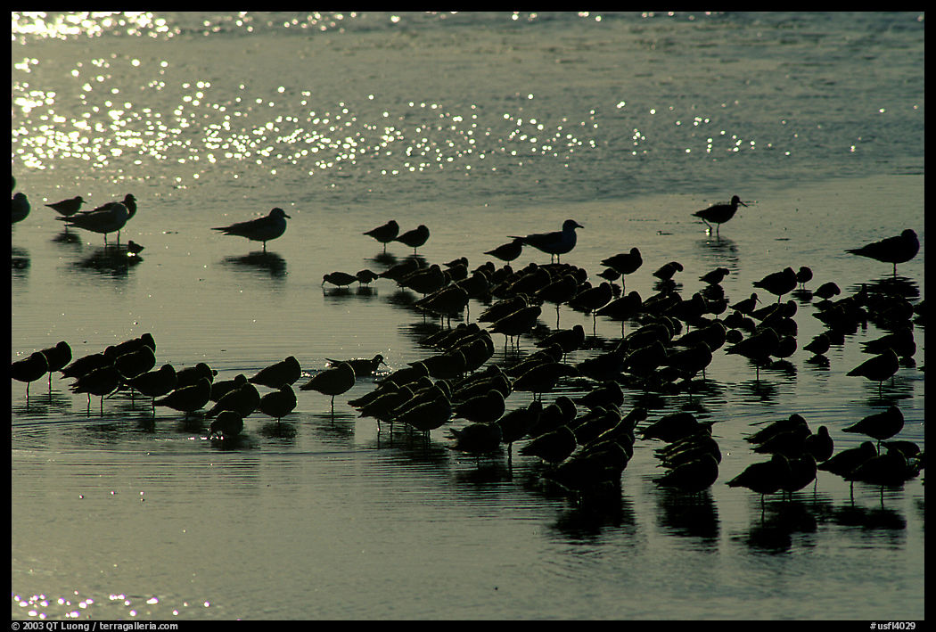 Birds. Ding Darling NWR, Sanibel Island, Florida, USA