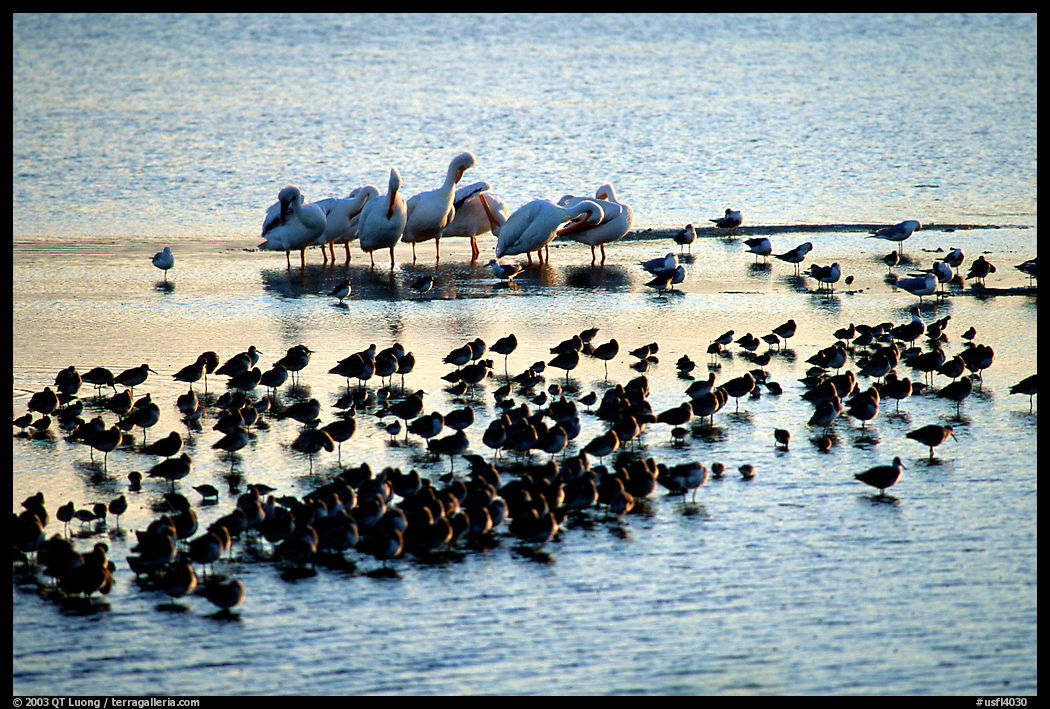 Birds. Ding Darling NWR, Sanibel Island, Florida, USA