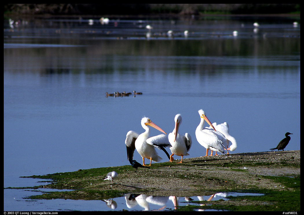 Birds. Ding Darling NWR, Sanibel Island, Florida, USA