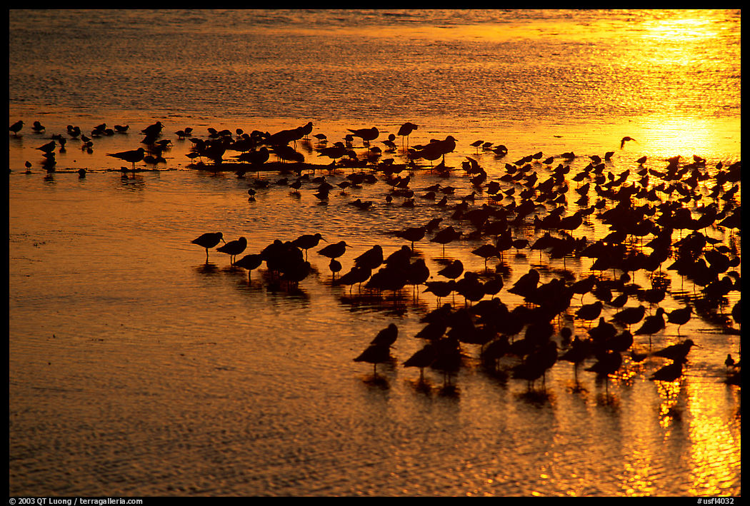 Birds at sunset. Ding Darling NWR, Sanibel Island, Florida, USA