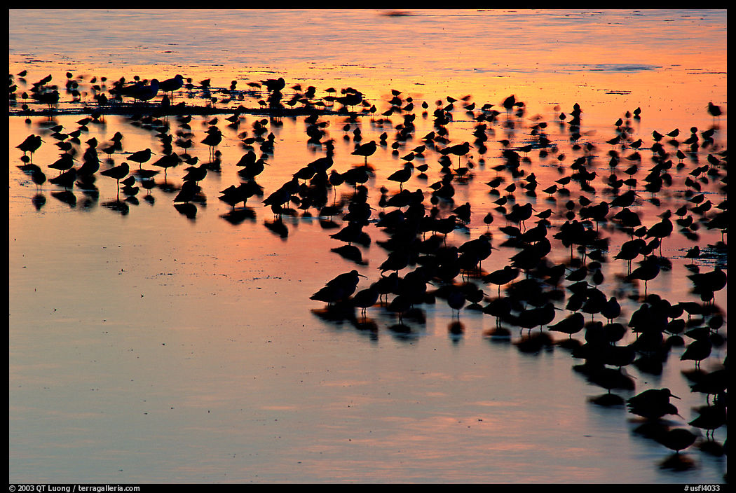 Birds at sunset. Ding Darling NWR, Sanibel Island, Florida, USA