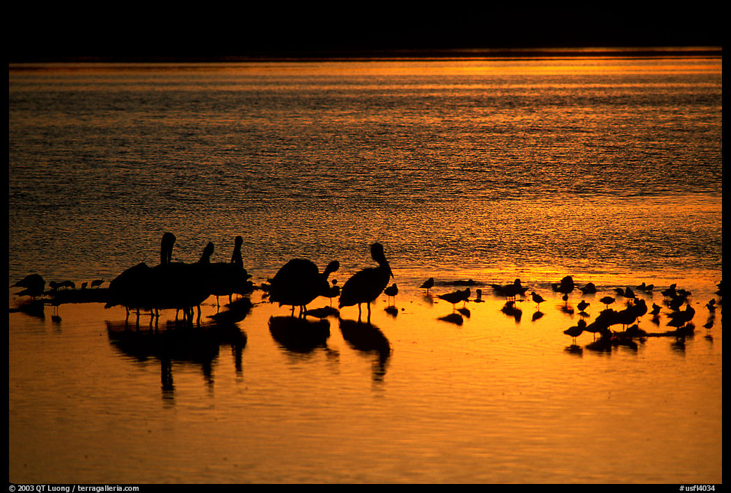 Birds at sunset. Ding Darling NWR, Sanibel Island, Florida, USA