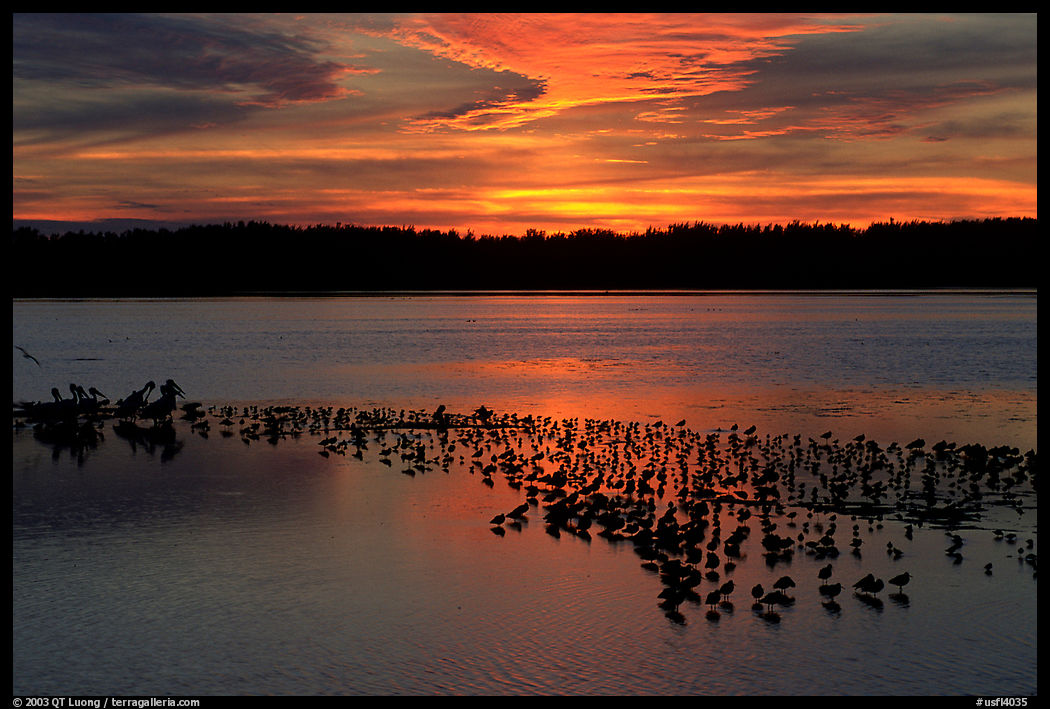 Birds at sunset. Ding Darling NWR, Sanibel Island, Florida, USA