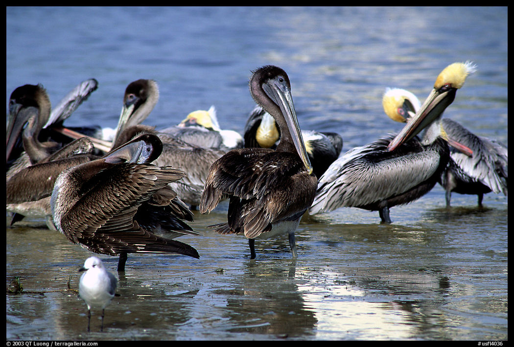 Pelicans. Sanibel Island, Florida, USA