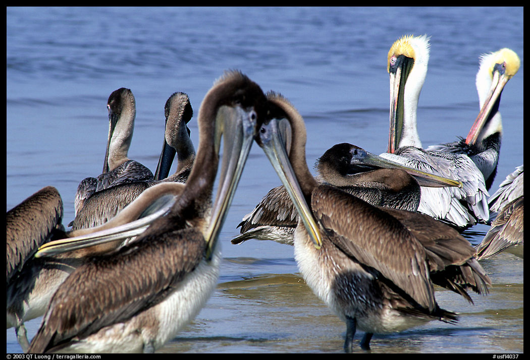 Pelicans. Sanibel Island, Florida, USA
