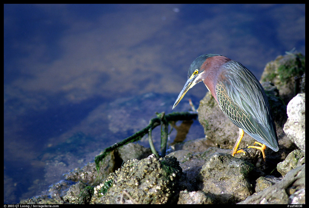 Green-backed heron. Ding Darling NWR, Sanibel Island, Florida, USA
