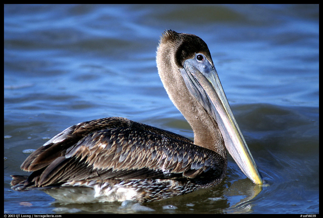 Pelican. Sanibel Island, Florida, USA