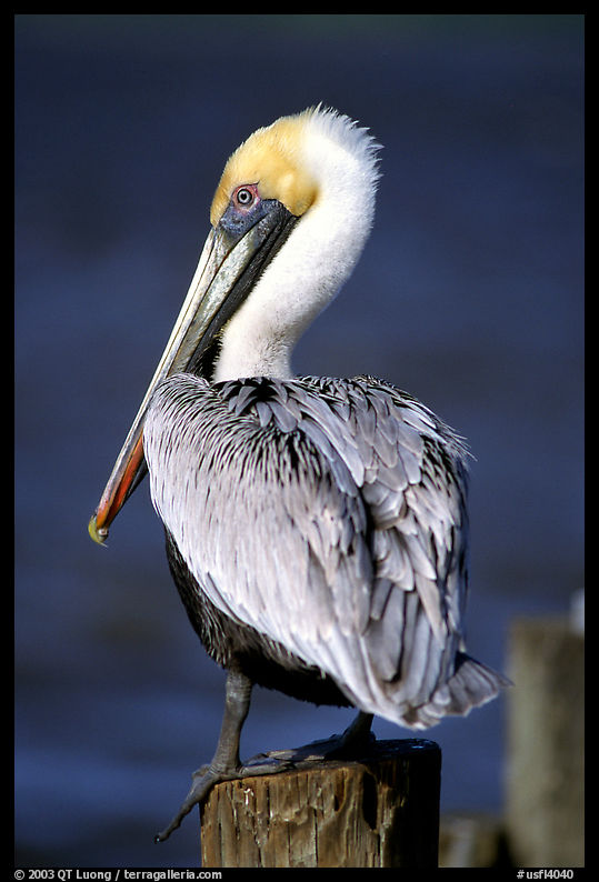 Pelican. Sanibel Island, Florida, USA