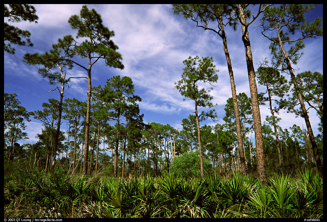Pines and palmetto. Corkscrew Swamp, Florida, USA