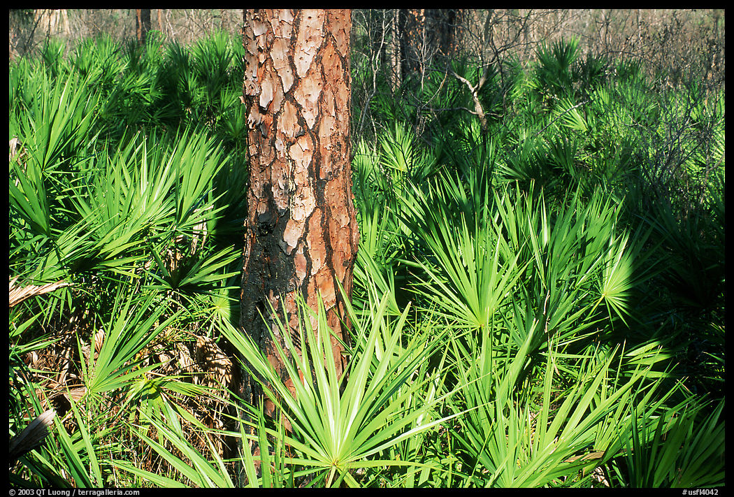 Pine. Corkscrew Swamp, Florida, USA