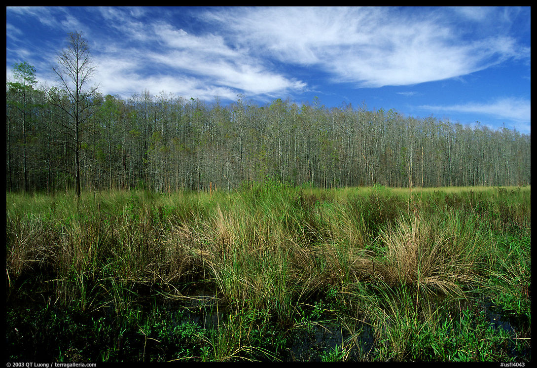 Sawgrass and cypress. Corkscrew Swamp, Florida, USA