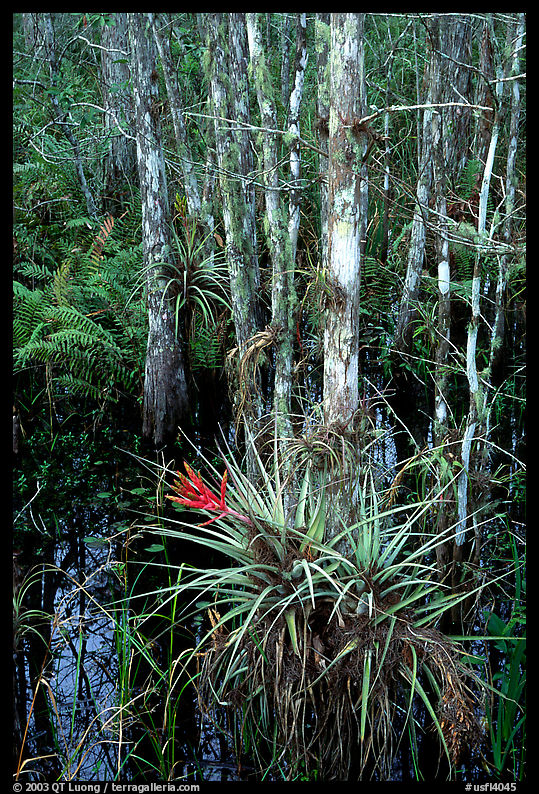 Bromeliads and cypress. Corkscrew Swamp, Florida, USA