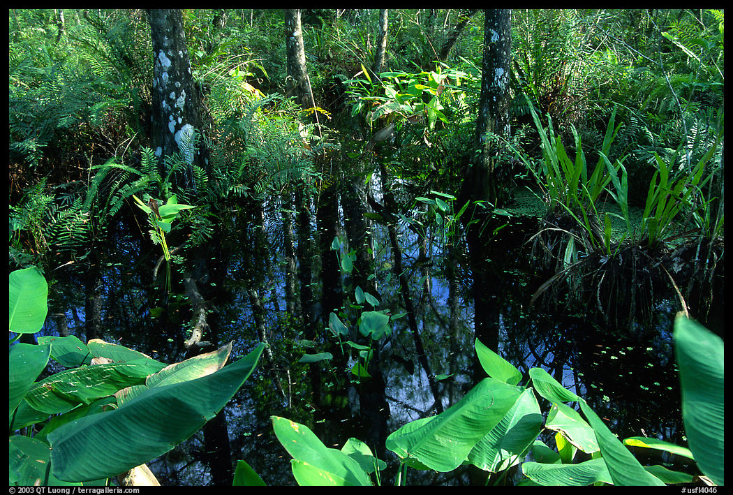 Water plants. Corkscrew Swamp, Florida, USA