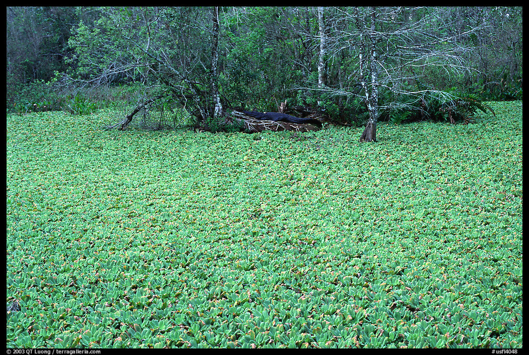 Aligator in the back of a water lettuce pond. Corkscrew Swamp, Florida, USA