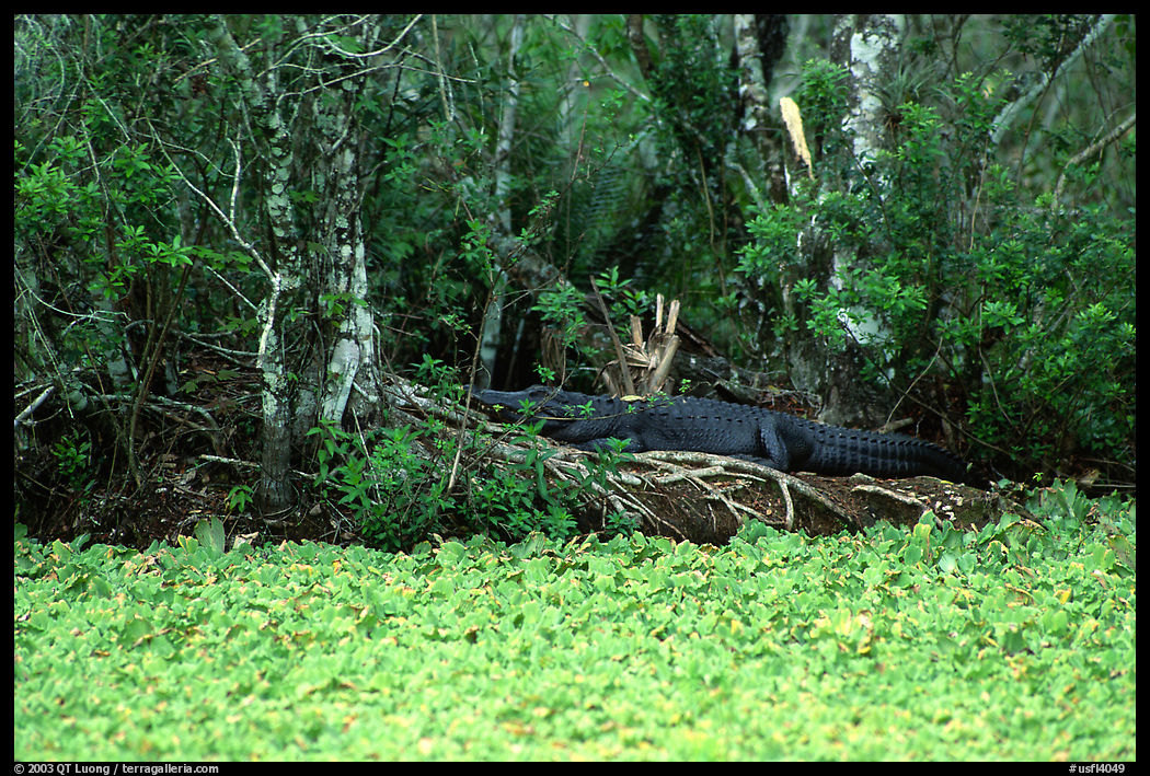 Aligator in the back of a water lettuce pond. Corkscrew Swamp, Florida, USA