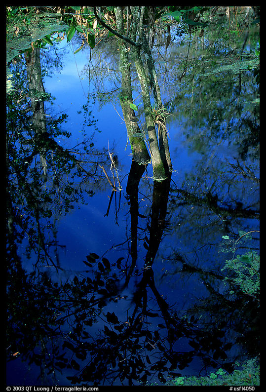 Cypress reflected in a swamp. Corkscrew Swamp, Florida, USA