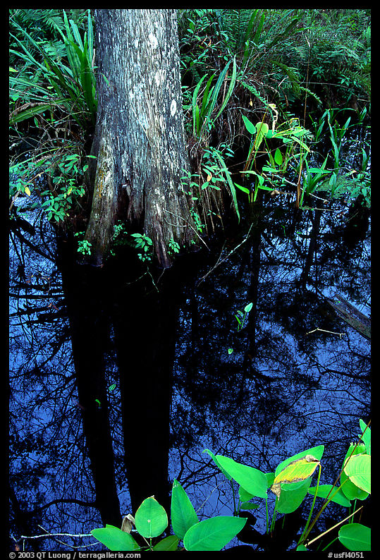 Big Cypress reflected in a swamp. Florida, USA