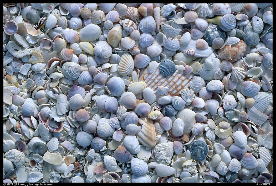 Shells washed on shore. Sanibel Island, Florida, USA