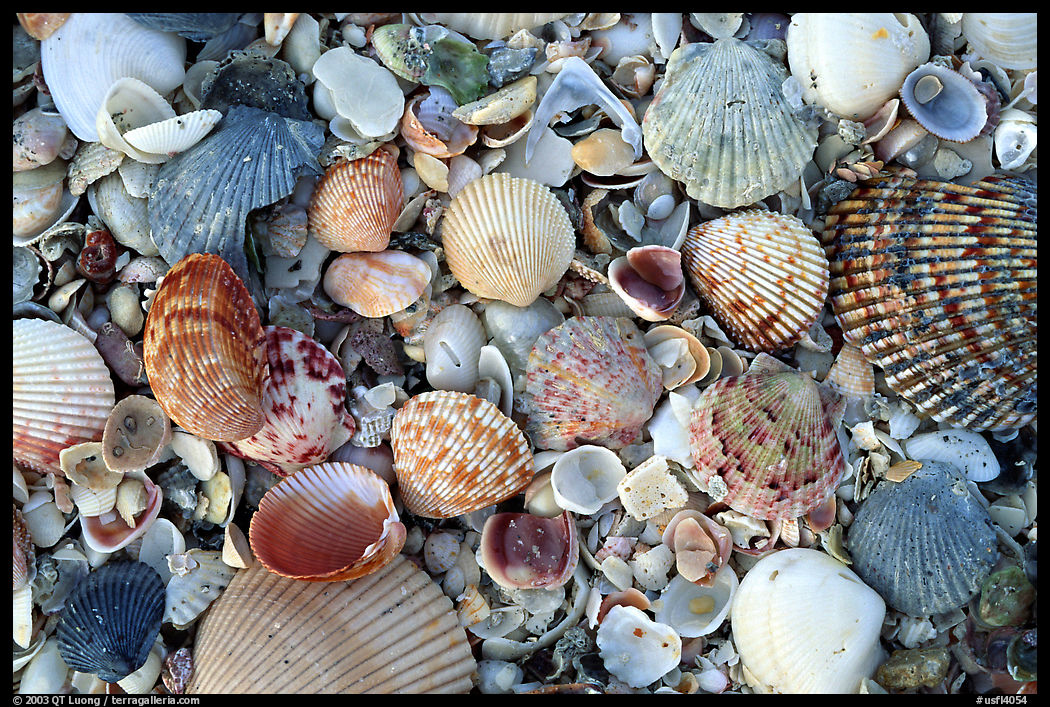 Shells close-up. Sanibel Island, Florida, USA