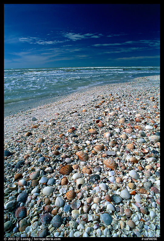 Beach covered with sea shells, mid-day. Sanibel Island, Florida, USA