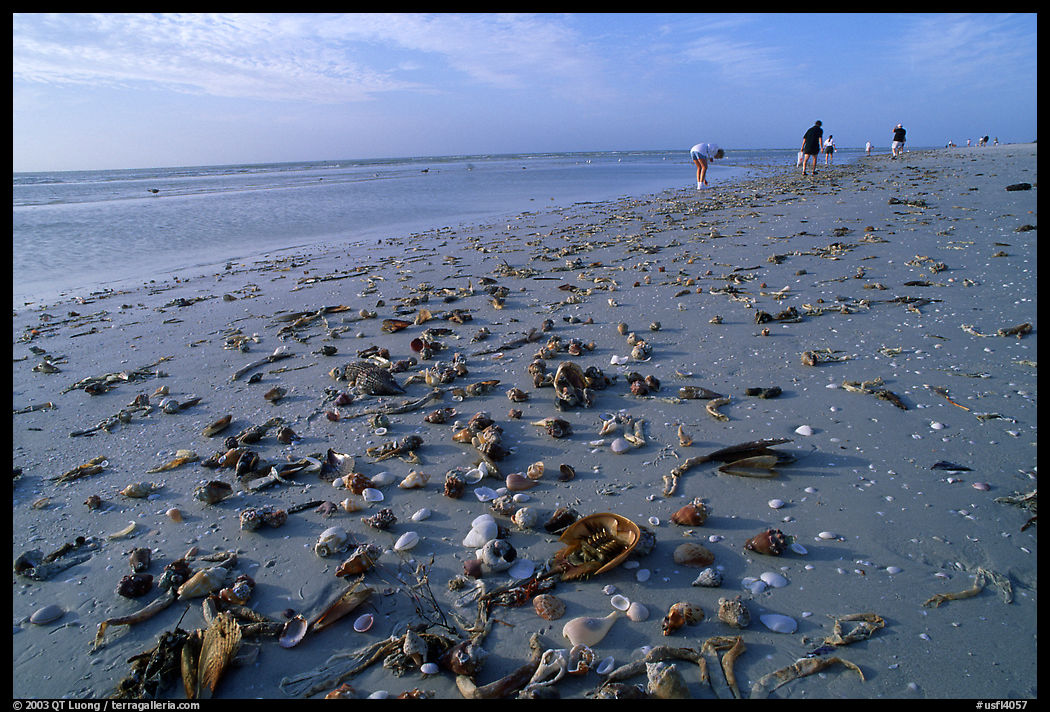 Shells washed-up on shore and beachcombers. Sanibel Island, Florida, USA