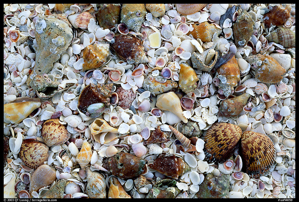 Sea shells close-up. Sanibel Island, Florida, USA