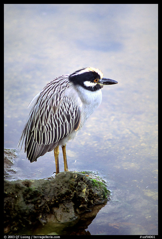 Yellow-crowned night heron. Ding Darling NWR, Sanibel Island, Florida, USA