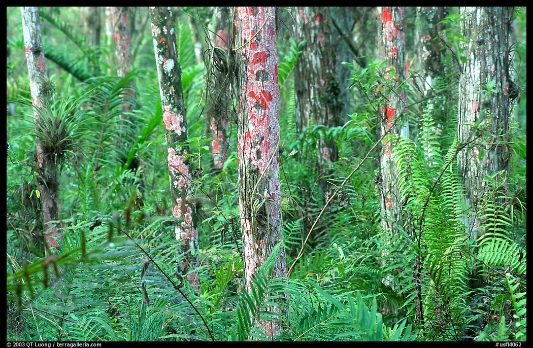 Trunks covered with red moss, Loxahatchee NWR. Florida, USA