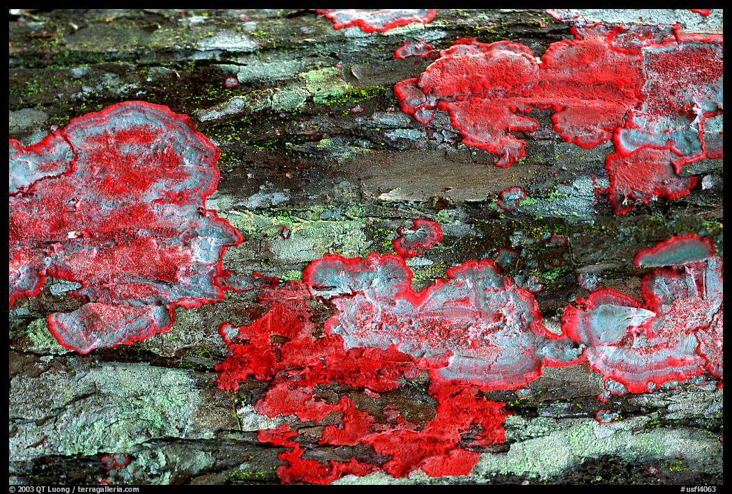 Red moss detail, Loxahatchee NWR. Florida, USA