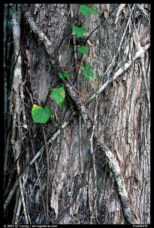 Strangler fig on a tree trunk. Corkscrew Swamp, Florida, USA