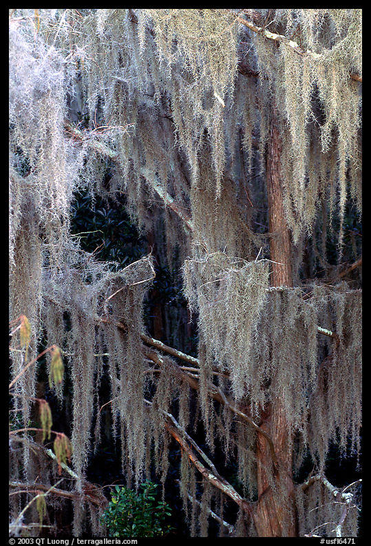 Spanish moss, Okefenokee Swamp. Georgia, USA