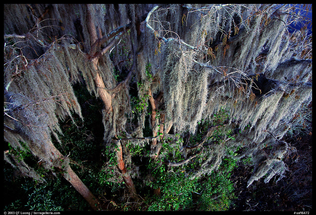 Spanish moss, Okefenokee Swamp. Georgia, USA