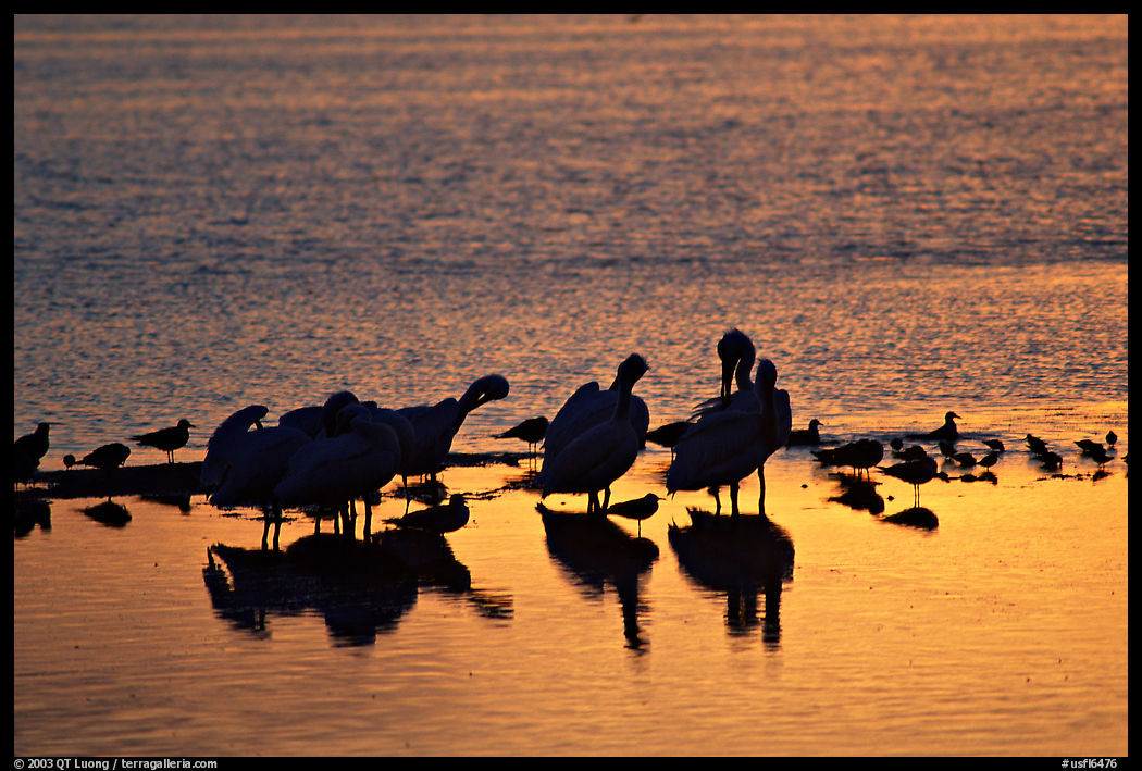 Birds at sunset. Ding Darling NWR, Sanibel Island, Florida, USA