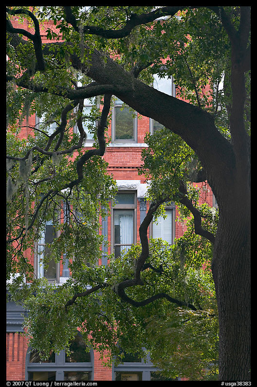 Live Oak tree and facade. Savannah, Georgia, USA