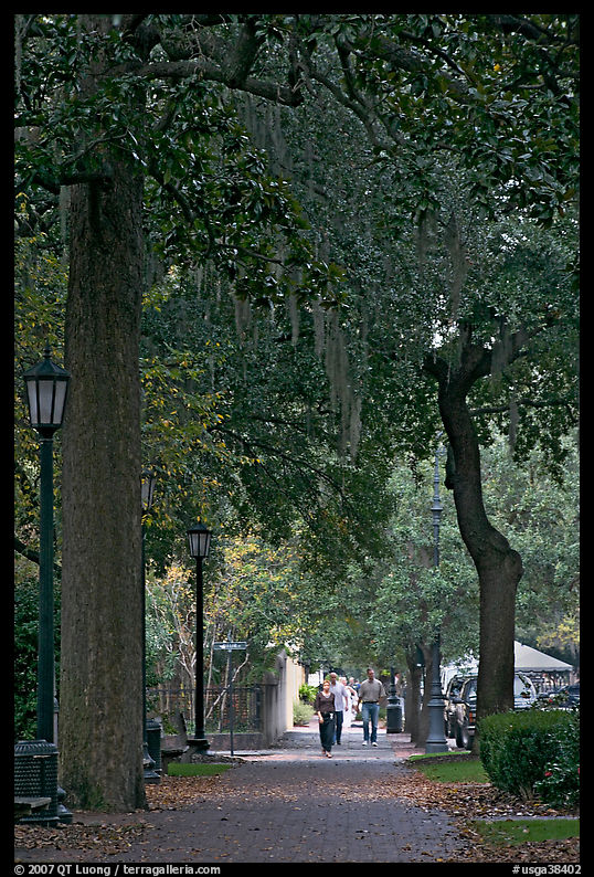 Street lined with oak trees and Spanish moss. Savannah, Georgia, USA