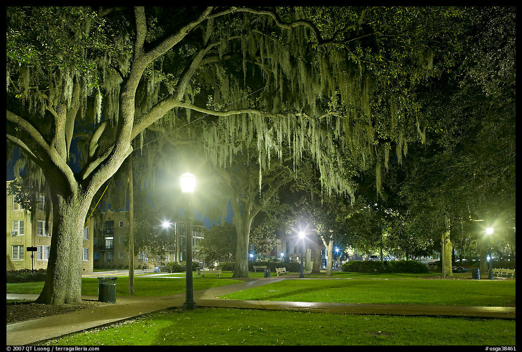Square by night with Spanish Moss hanging from oak trees. Savannah, Georgia, USA