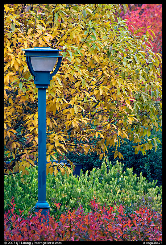 Blue lamp and trees in fall foliage, Centenial Olympic Park. Atlanta, Georgia, USA