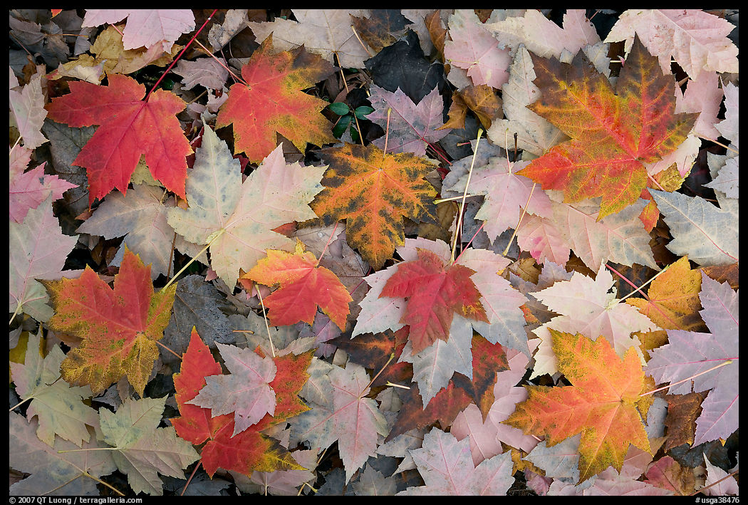 Fallen maple leaves. Georgia, USA