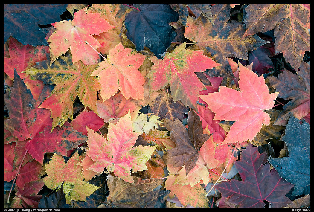 Close-up of maple leaves in fall colors. Georgia, USA