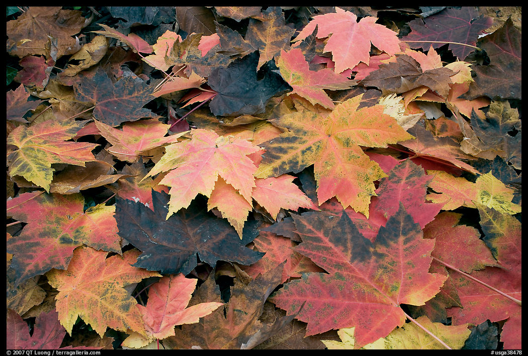 Close-up of fallen maple leaves. Georgia, USA