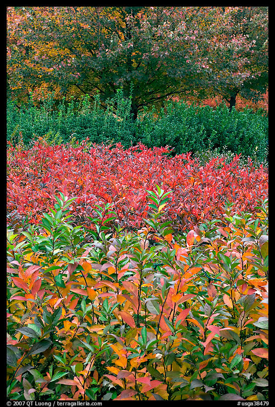 Shrubs and trees in fall colors. Atlanta, Georgia, USA
