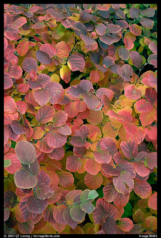 Shrub leaves in fall colors, Centenial Olympic Park. Atlanta, Georgia, USA