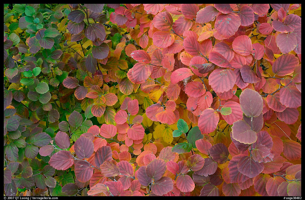 Shrub leaves in autumn colors. Atlanta, Georgia, USA
