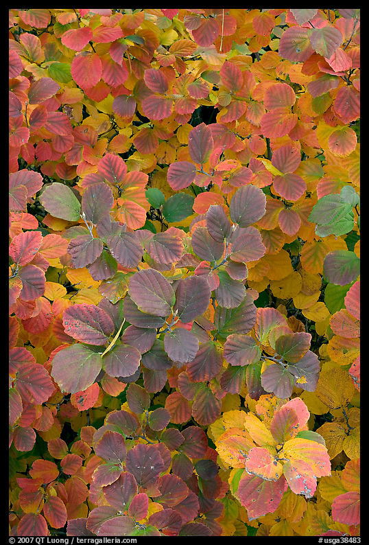 Shrub foliage in autumn colors. Atlanta, Georgia, USA