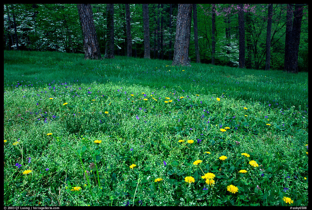 Spring wildflowers, grasses, and trees, Bernheim arboretum. Kentucky, USA