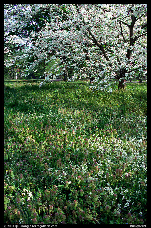 Spring wildflowers and tree in bloom, Bernheim arboretum. Kentucky, USA