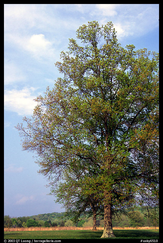 Tree, Bernheim arboretum. Kentucky, USA