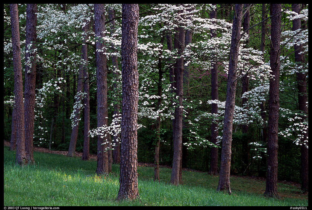 Pines and Dogwood trees in bloom, Bernheim arboretum. Kentucky, USA